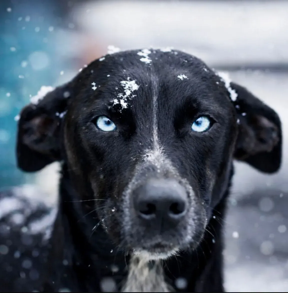 A black sled dog with pale blue eyes looking straight into the camera, snow caught on its forehead and ears against a blurred winter background