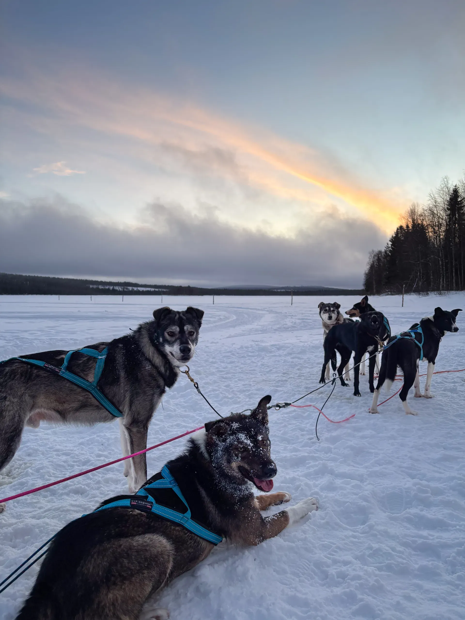 Harnessed huskies lying and standing on snow at the edge of a frozen lake, one looking into the camera, under a sunset sky with a streak of orange cloud