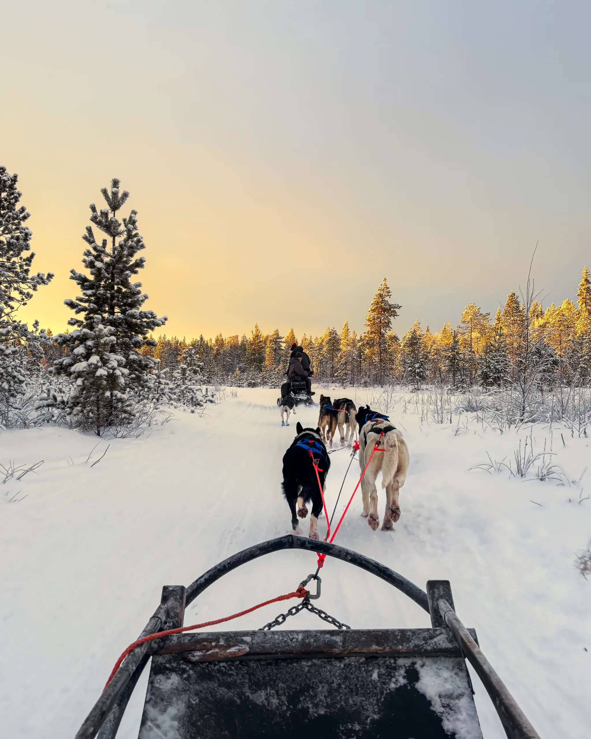 View forward along the gangline of a husky team from the sled runners on a packed snow trail, with a second sled and driver ahead among snow-laden spruces