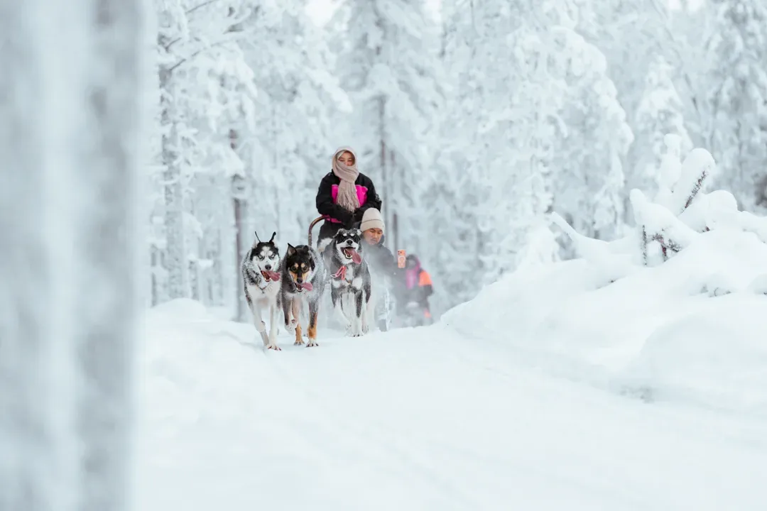 A husky team pulling a sled with a driver and a passenger down a deep-snow forest track between frosted spruces