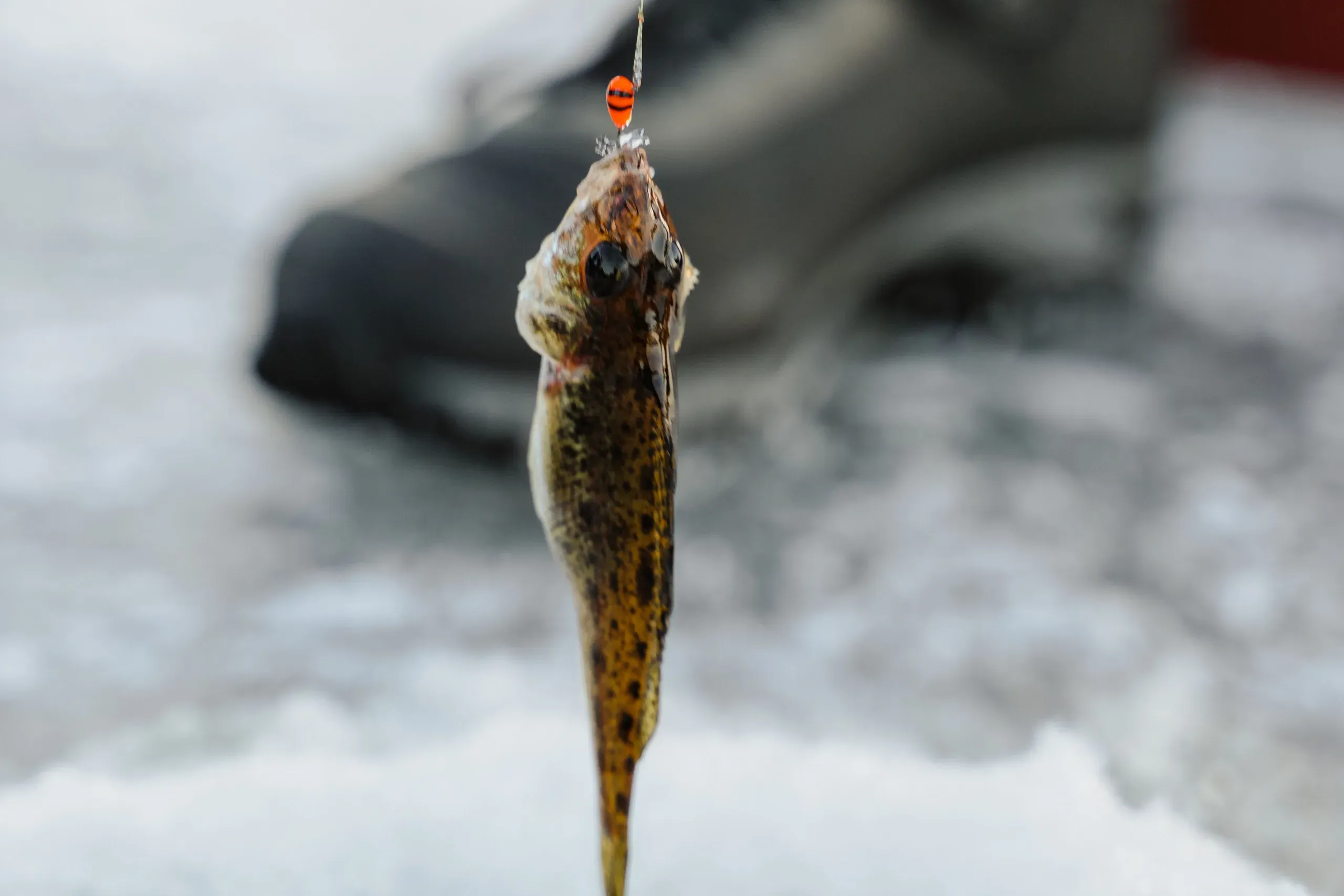 A small mottled fish hanging from an orange jig on a fine line above the ice, a boot and the edge of a hole blurred behind it