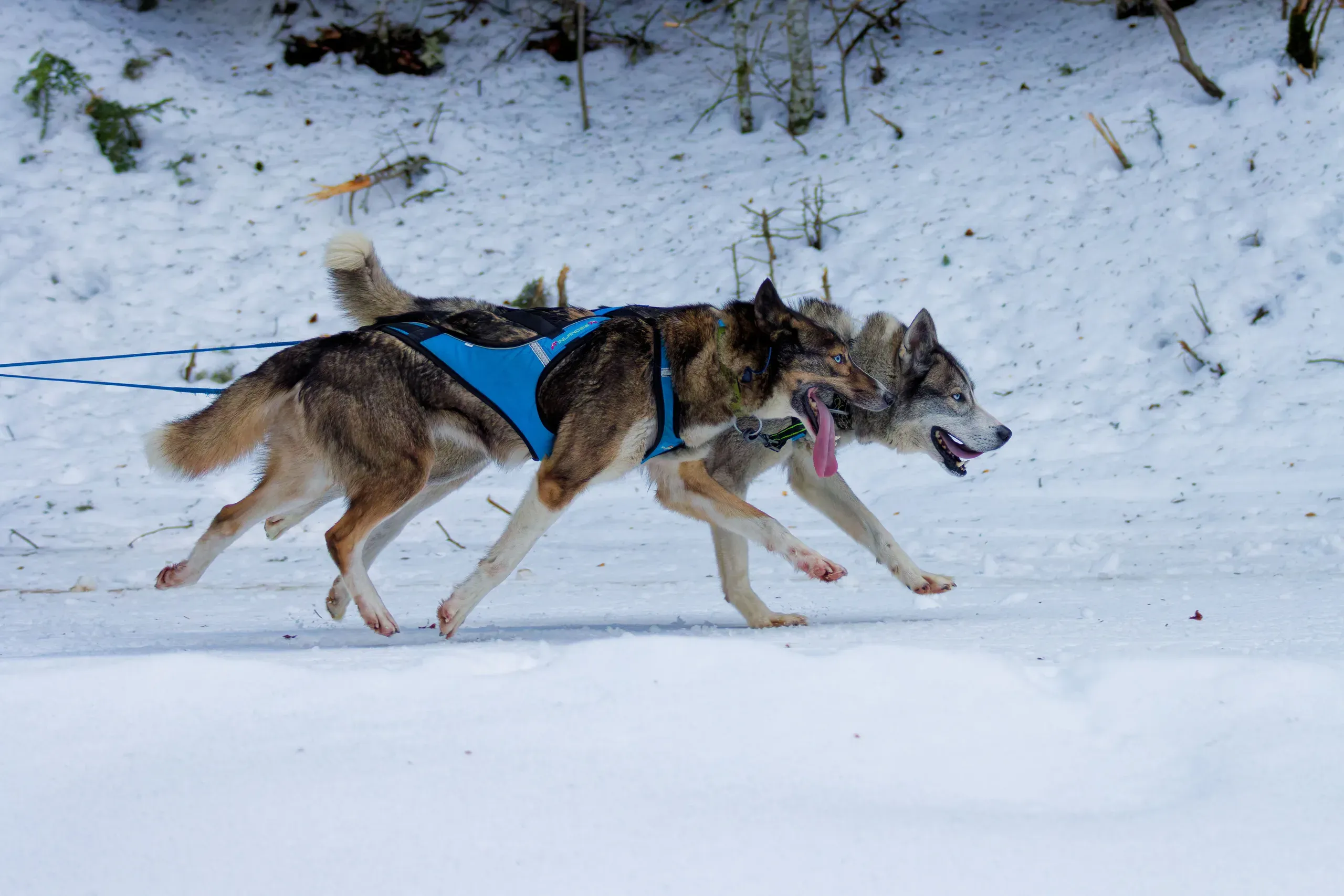 Dos perros de trineo delgados y de patas largas con arneses azules corriendo uno junto al otro sobre nieve pisada con la línea de tiro tensa, la lengua fuera, y un talud nevado desnudo detrás